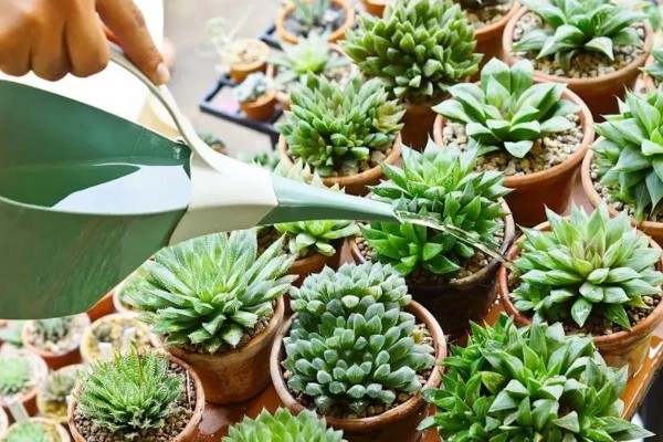 多肉煤烟病怎么办，喷施多菌灵可以灭杀病菌