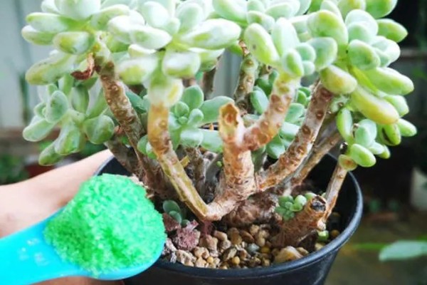 多肉煤烟病怎么办，喷施多菌灵可以灭杀病菌