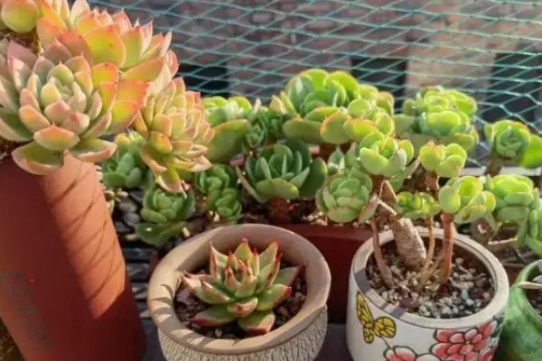 多肉煤烟病怎么办，喷施多菌灵可以灭杀病菌