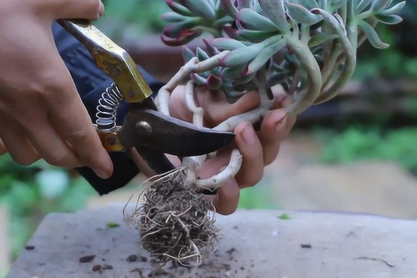 多肉煤烟病怎么办，喷施多菌灵可以灭杀病菌
