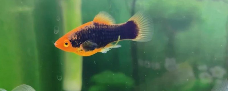 孔雀鱼怎样受精，是体内受精的