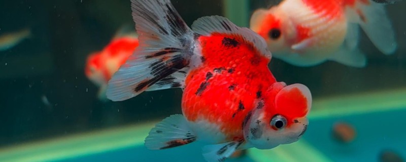 养泰狮金鱼的适宜水深，可保持在40-50厘米