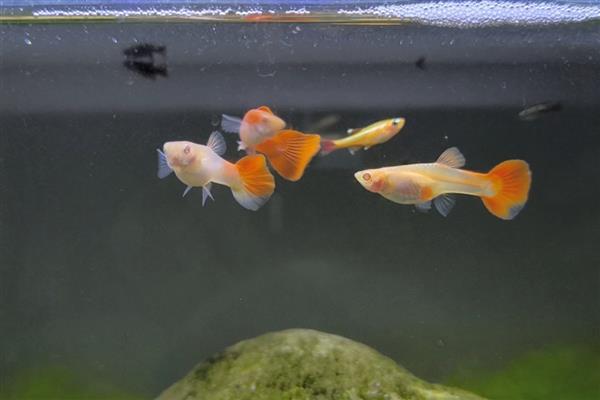 孔雀鱼怎样受精，是体内受精的