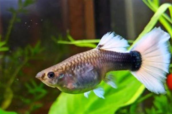 孔雀鱼怎样受精，是体内受精的