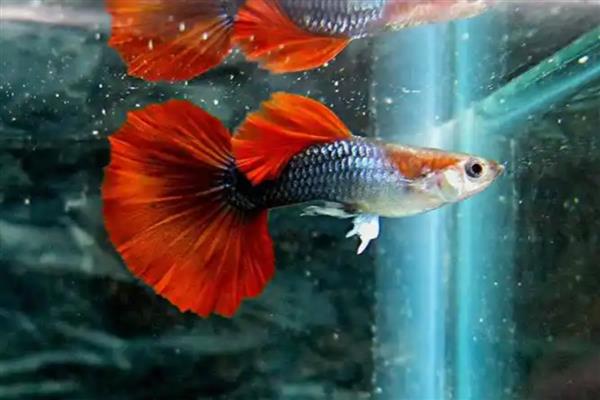 孔雀鱼怎样受精，是体内受精的