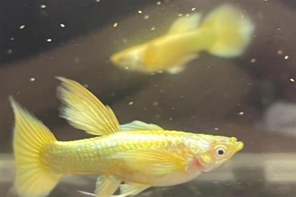 孔雀鱼怎样受精，是体内受精的