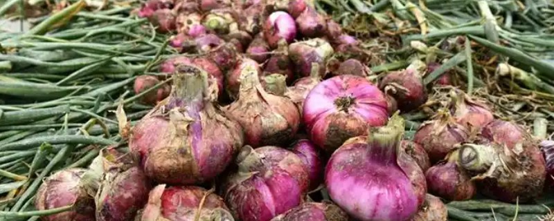 洋葱的采收时间，一般在5月底至6月上旬收获