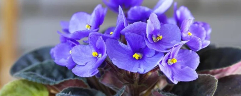 紫罗兰有没有毒，属于无毒植物