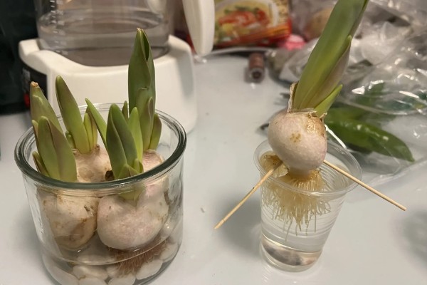 郁金香的家庭水培方法，先对花球进行消毒处理