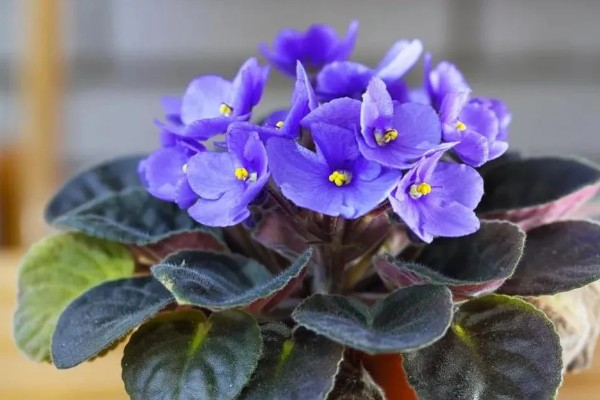 紫罗兰有没有毒，属于无毒植物