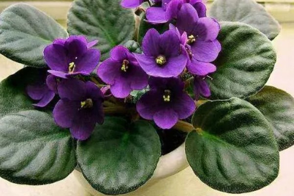 紫罗兰有没有毒，属于无毒植物