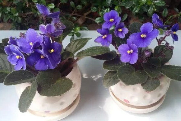 紫罗兰有没有毒，属于无毒植物