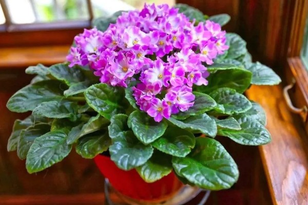 紫罗兰有没有毒，属于无毒植物