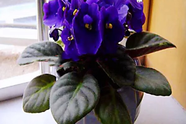 紫罗兰有没有毒，属于无毒植物