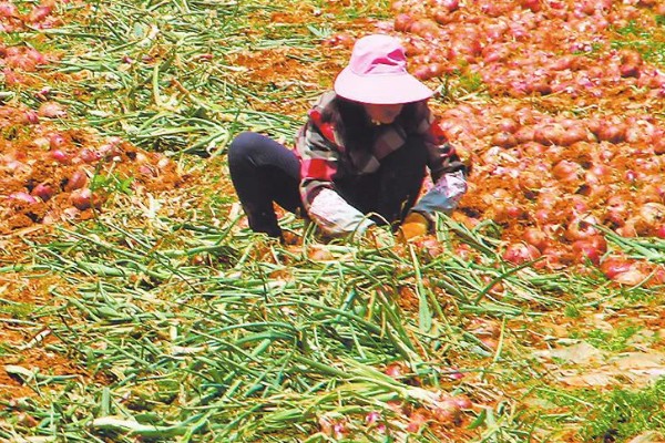 洋葱的采收时间，一般在5月底至6月上旬收获