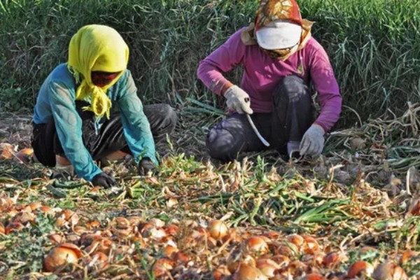 洋葱的采收时间，一般在5月底至6月上旬收获