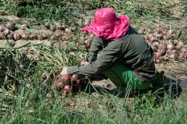 洋葱的采收时间，一般在5月底至6月上旬收获