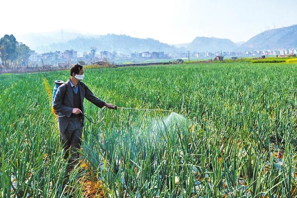 洋葱的采收时间，一般在5月底至6月上旬收获