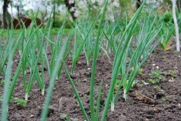 洋葱的采收时间，一般在5月底至6月上旬收获