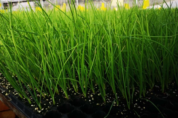 洋葱的采收时间，一般在5月底至6月上旬收获