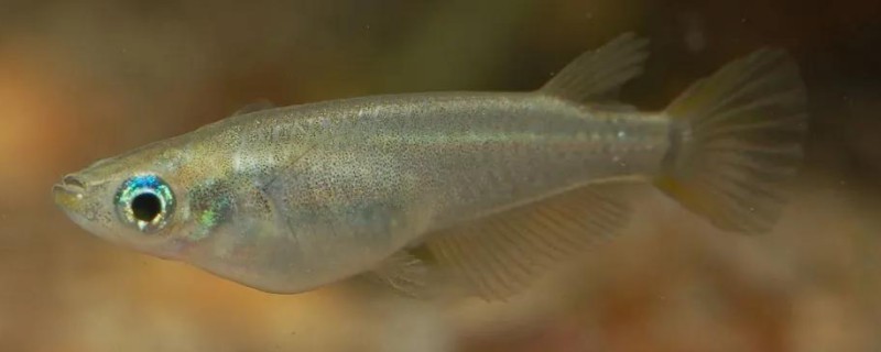 食蚊鱼的生产数量，一次可以生30-50条小鱼