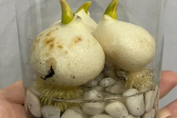 郁金香的家庭水培方法，先对花球进行消毒处理