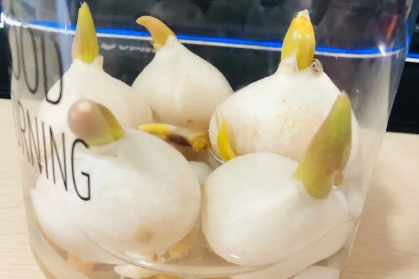 郁金香的家庭水培方法，先对花球进行消毒处理