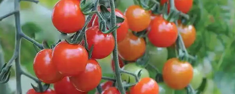 樱桃番茄的品种，常见的有维纳斯、红太阳等