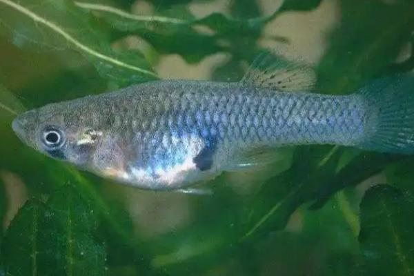 食蚊鱼的生产数量，一次可以生30-50条小鱼