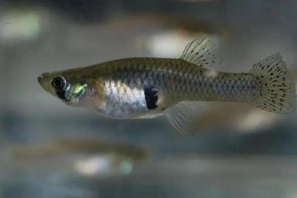 食蚊鱼的生产数量，一次可以生30-50条小鱼