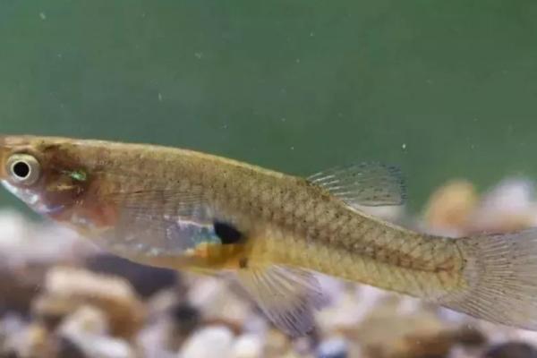 食蚊鱼的生产数量，一次可以生30-50条小鱼