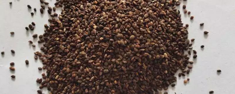 猕猴桃种子能种植吗，可以种植