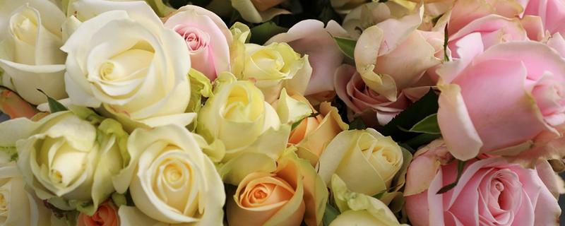 玫瑰花的种类，有一万五千多种