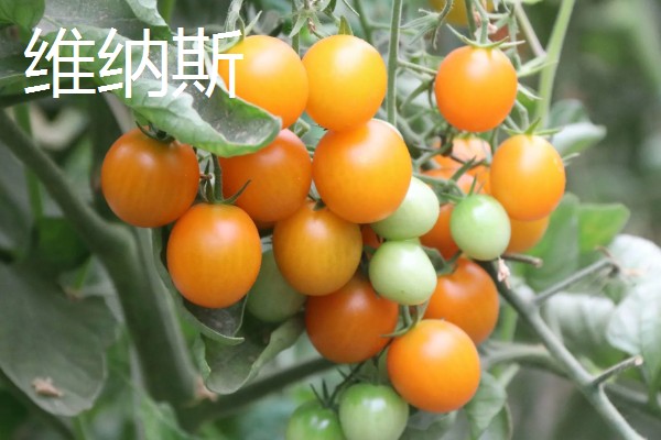 樱桃番茄的品种,常见的有维纳斯、红太阳等