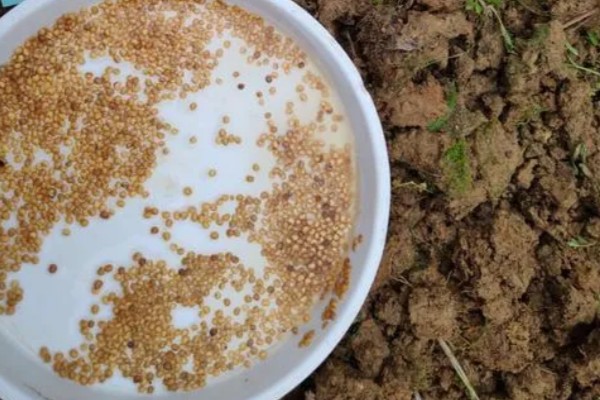 樱桃番茄的品种,常见的有维纳斯、红太阳等