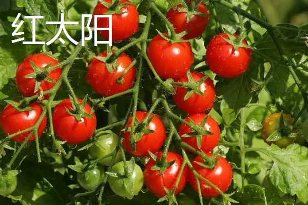 樱桃番茄的品种,常见的有维纳斯、红太阳等