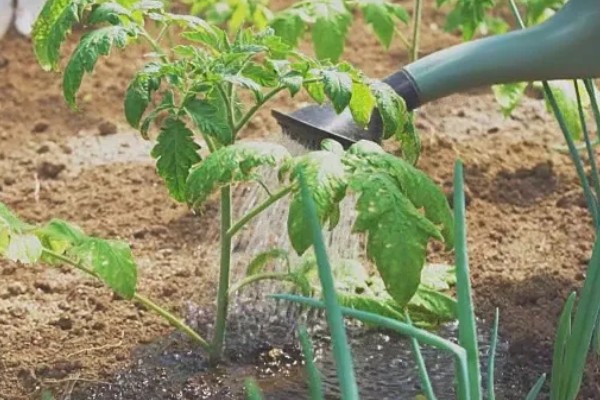 樱桃番茄的品种,常见的有维纳斯、红太阳等