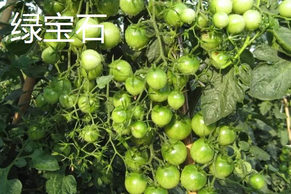 樱桃番茄的品种,常见的有维纳斯、红太阳等