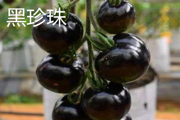 樱桃番茄的品种,常见的有维纳斯、红太阳等