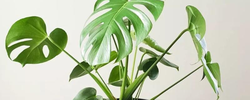 龟背竹老桩的催芽方法，选择在每年6月底进行