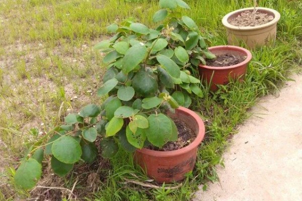 猕猴桃种子能种植吗，可以种植