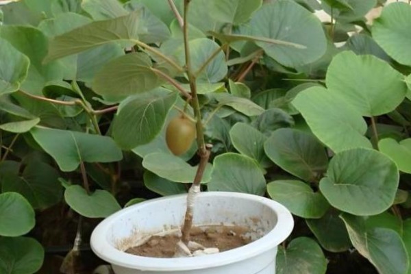 猕猴桃种子能种植吗，可以种植