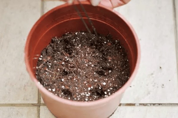 猕猴桃种子能种植吗，可以种植