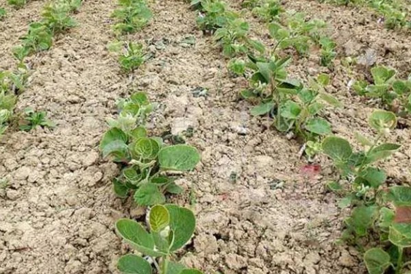 猕猴桃种子能种植吗，可以种植