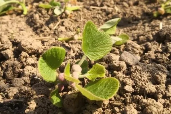 猕猴桃种子能种植吗，可以种植