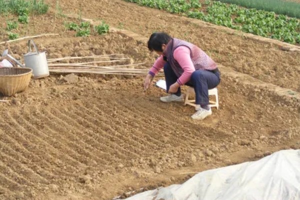 猕猴桃种子能种植吗，可以种植