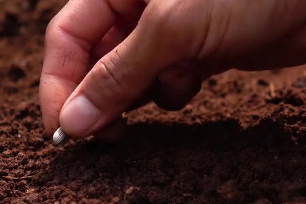 猕猴桃种子能种植吗，可以种植