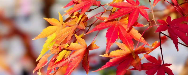 梧桐叶与枫叶有什么区别，品种、叶形、叶色都不同