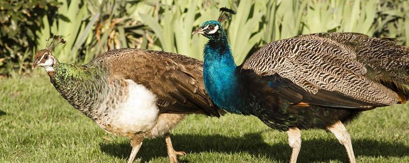 孔雀繁殖后代的方法，交配后会产卵