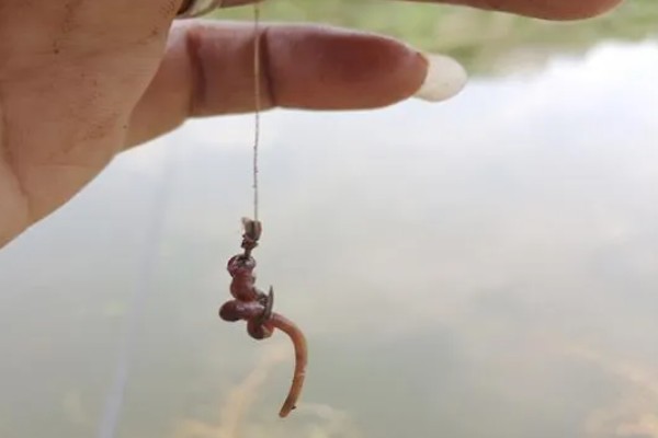 阴天能不能钓鱼，阴天钓鱼要使用雾化饵料